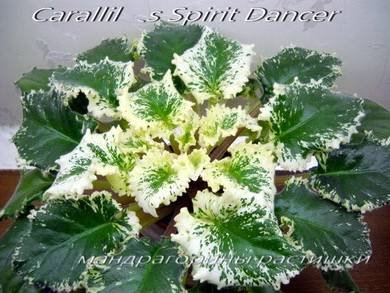 Carallil'sSpiritDancer5