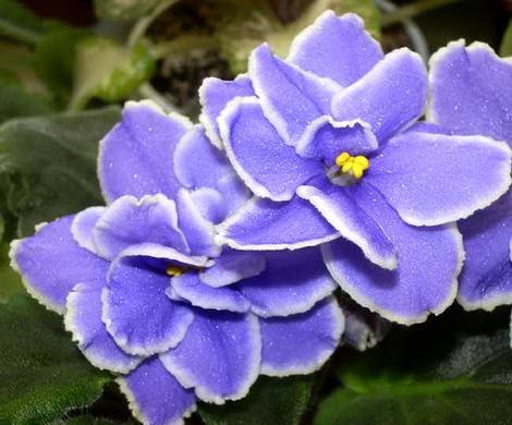 CaribbeanBlue1