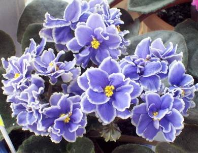 CaribbeanBlue2