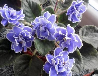 CaribbeanBlue3