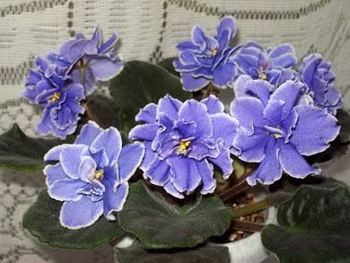 CaribbeanBlue5