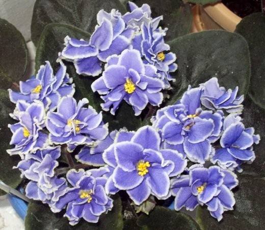 CaribbeanBlue6