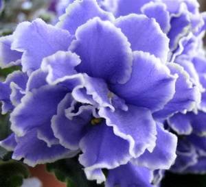 CaribbeanBlue9