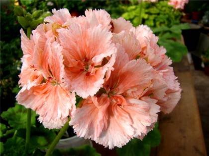 CarnationFlowers9