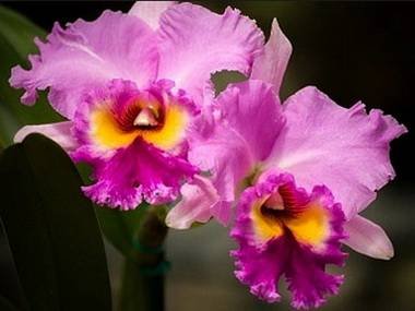 Cattleya6