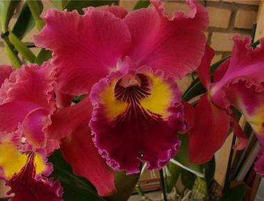 Cattleya7