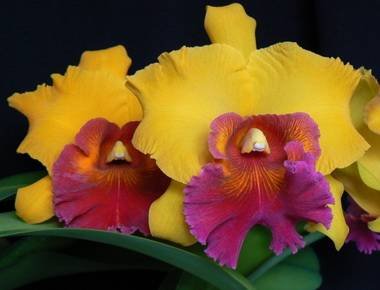Cattleya8