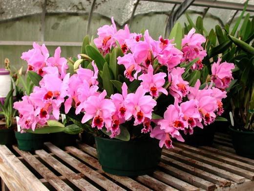Cattleya9