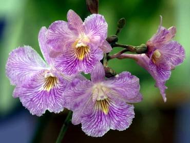 Cattleytonia31