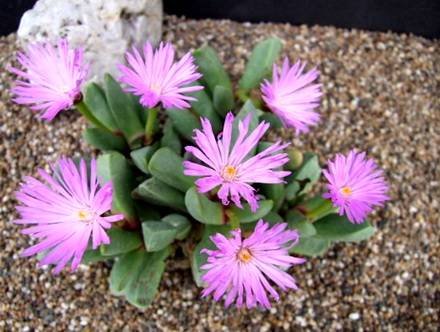 CerochlamysPachyphylla