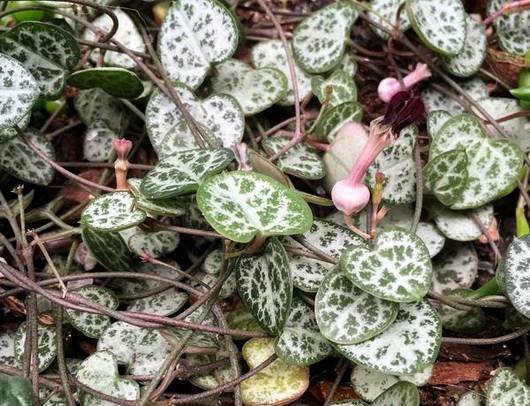 Ceropegia10
