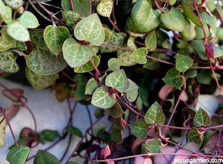 Ceropegia2