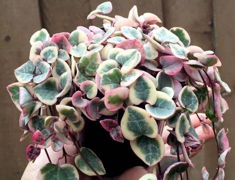 Ceropegia8