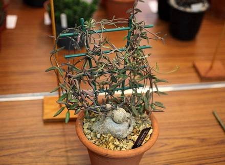CeropegiaAfrikana