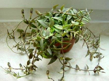 CeropegiaBarklyi