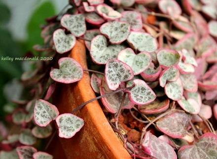 CeropegiaWoodiiVariegata