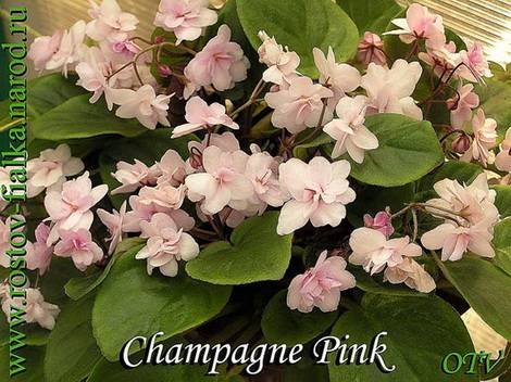 ChampagnePink1