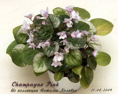 ChampagnePink4