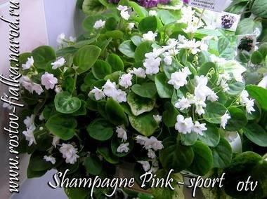 ChampagnePinkSport2