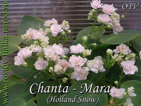 ChantaMara1