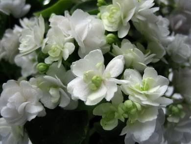 ChantaMara3