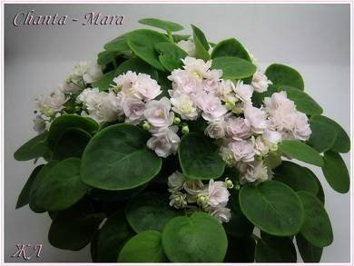 ChantaMara5