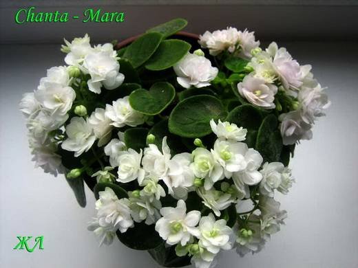 ChantaMara9