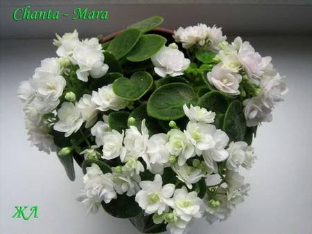 Chanta_Mara8