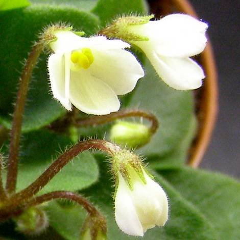 Chantaspring1