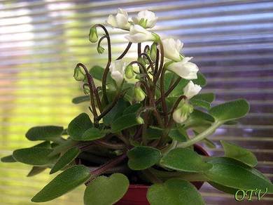 Chantaspring2