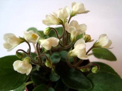 Chantaspring3