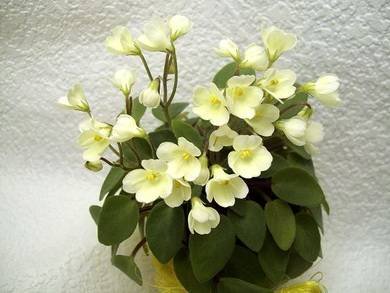 Chantaspring5