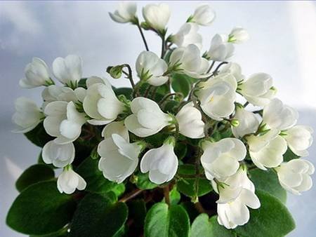 Chantaspring_8