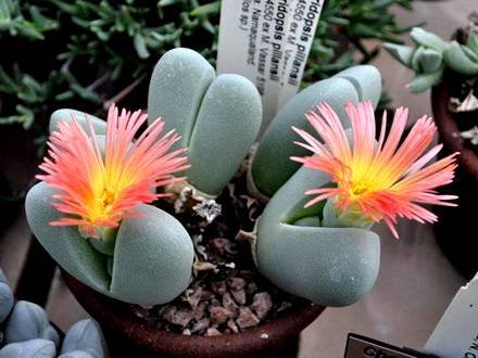 CheiridopsisPillansii