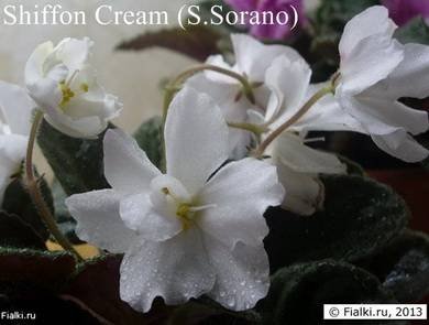 ChiffonCream8