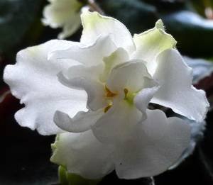 ChiffonCream9