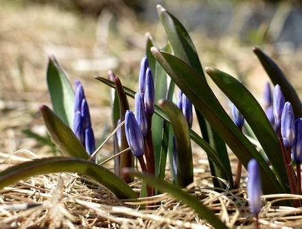 Chionodoxa1