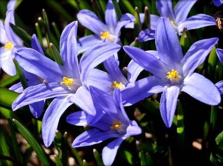 Chionodoxa2