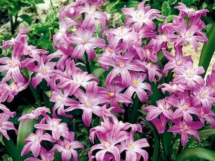 Chionodoxa3