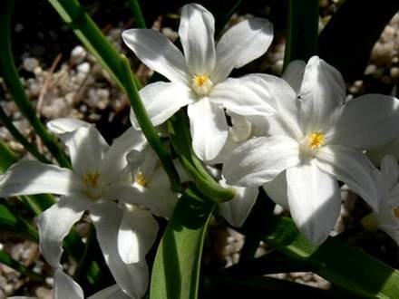 Chionodoxa5