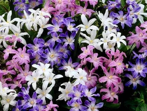 Chionodoxa9