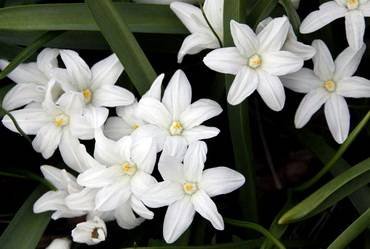 ChionodoxaMissAlice