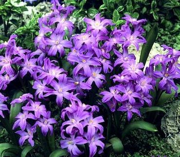 ChionodoxaVioletBeauty