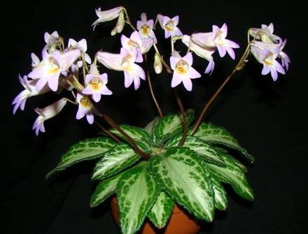 Chirita3