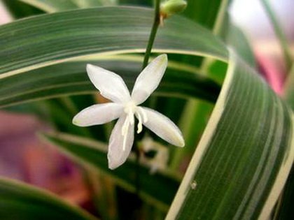 Chlorophytum10