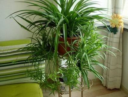 Chlorophytum4