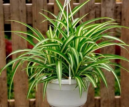 Chlorophytum6
