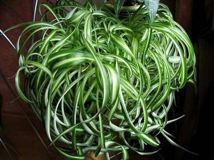 Chlorophytum7