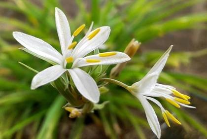 Chlorophytum8