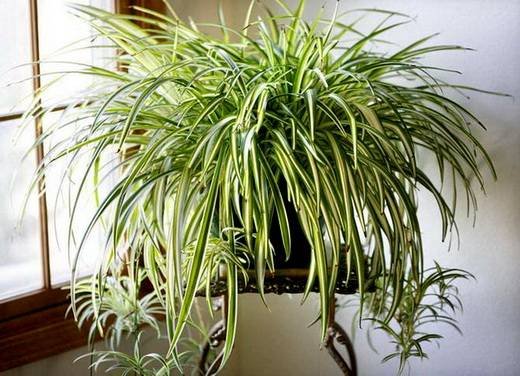 Chlorophytum9
